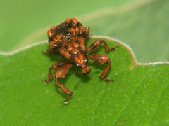 Phymatopsinus pustula