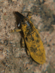 Gasteroclisus