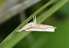 Fissicrambus profanellus