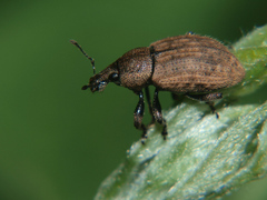 Barynotus obscurus