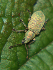 Phyllobius roboretanus