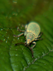 Phyllobius roboretanus