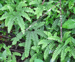 Adiantum patens