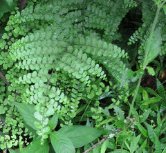Adiantum henslovianum