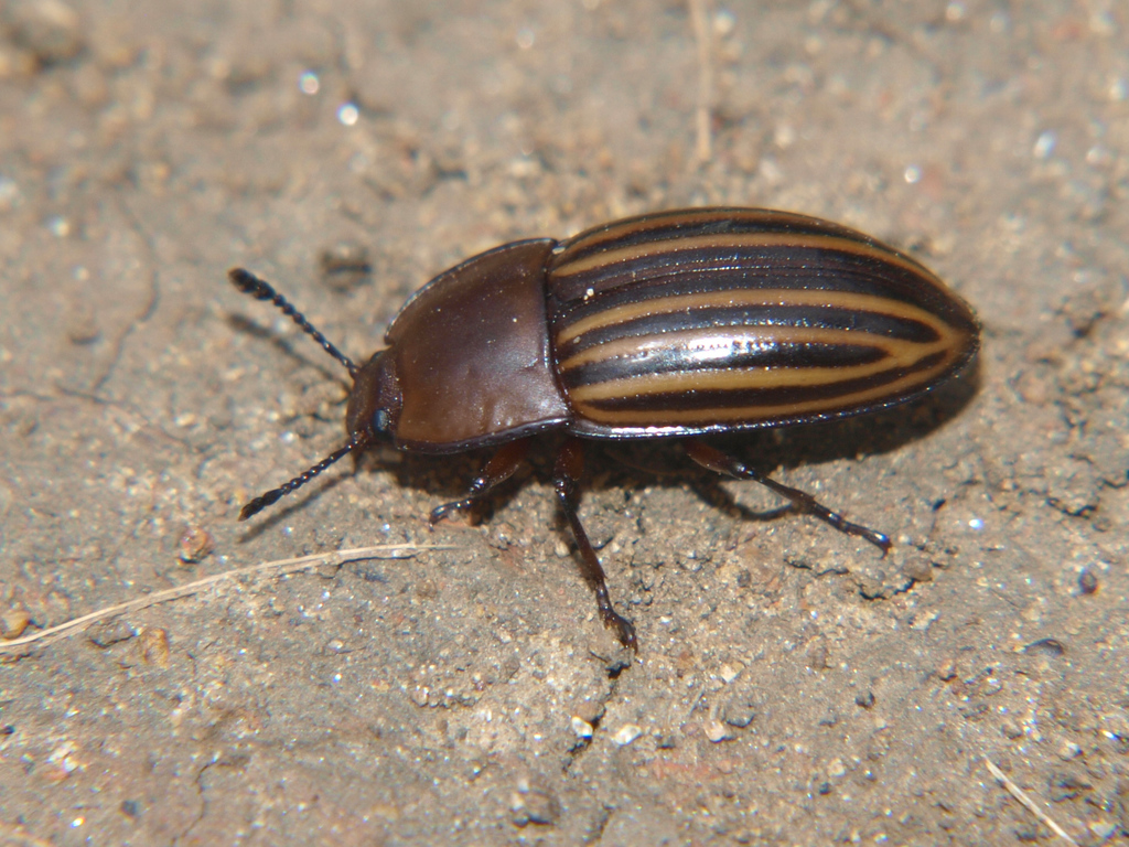 Apetus