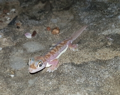Pachydactylus rangei