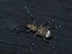 Chirotenon longimanus