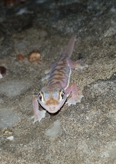 Pachydactylus rangei