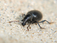 Otiorhynchus atroapterus