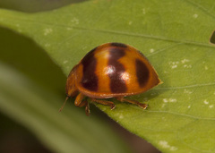 Epilachna discincta