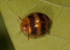Epilachna discincta