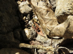 Dasymutilla sicheliana