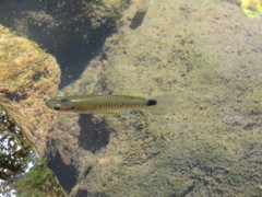 Pseudoxiphophorus bimaculatus