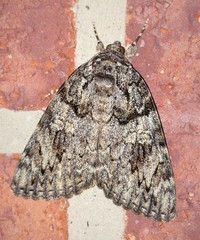 Catocala ilia