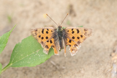Polygonia c-aureum