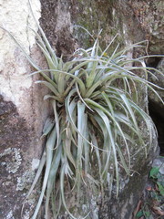 Tillandsia capitata
