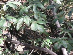 Vitex pyramidata