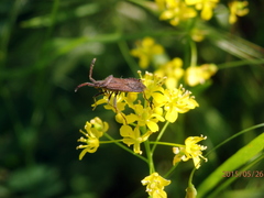 Coriomeris denticulatus