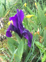 Iris lutescens subbiflora