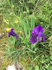 Iris lutescens subbiflora