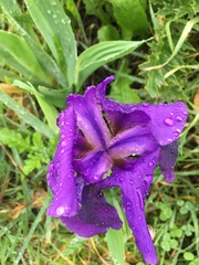 Iris lutescens subbiflora