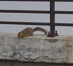 Sciurus niger