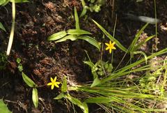 Hypoxis parvula parvula