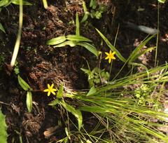 Hypoxis parvula parvula