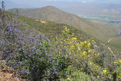 Ceanothus tomentosus olivaceus