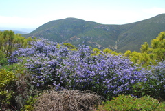 Ceanothus tomentosus olivaceus
