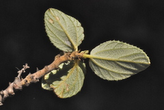 Ceanothus tomentosus olivaceus