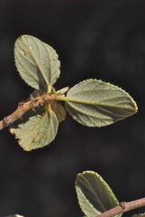 Ceanothus tomentosus olivaceus