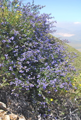 Ceanothus tomentosus olivaceus