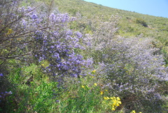 Ceanothus tomentosus olivaceus