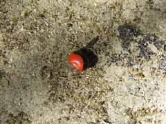 Rhynchosia precatoria