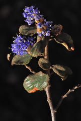Ceanothus tomentosus olivaceus