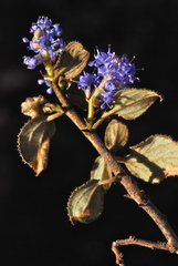 Ceanothus tomentosus olivaceus