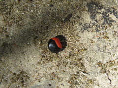 Rhynchosia precatoria