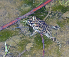 Bufotes boulengeri boulengeri