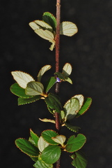 Ceanothus tomentosus olivaceus