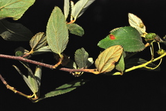 Ceanothus tomentosus olivaceus