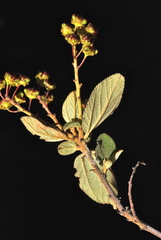 Ceanothus tomentosus olivaceus