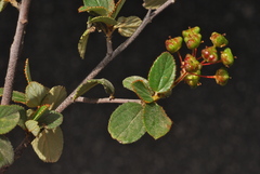 Ceanothus tomentosus olivaceus