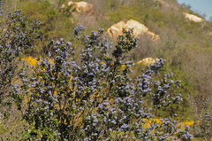 Ceanothus tomentosus olivaceus