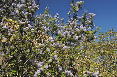 Ceanothus tomentosus olivaceus