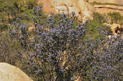 Ceanothus tomentosus olivaceus