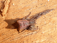 Sidymella angulata