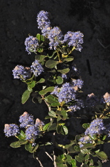 Ceanothus tomentosus olivaceus