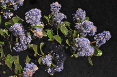 Ceanothus tomentosus olivaceus