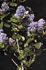 Ceanothus tomentosus olivaceus